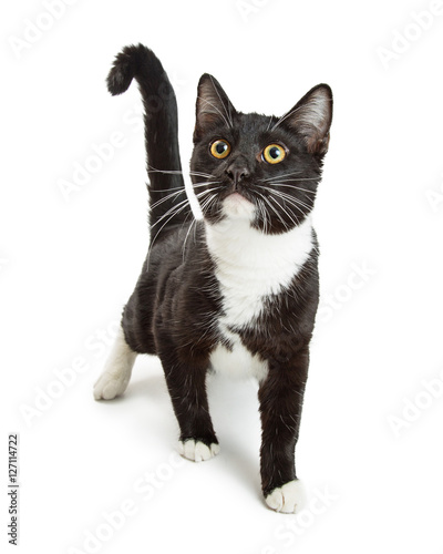 Curious Tuxedo Cat Walking Forward