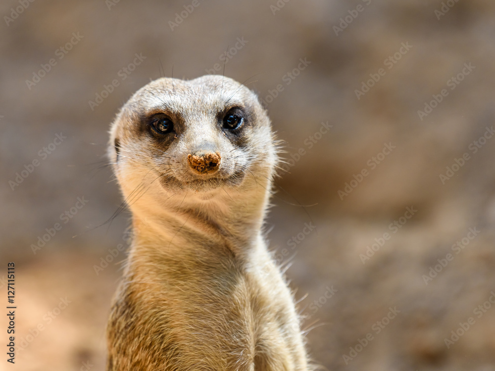 Meerkat or Suricate (Suricata Suricatta) in Africa Meerkat or Suricate (Suricata Suricatta) in Africa