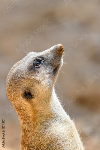 Meerkat or Suricate (Suricata Suricatta) in Africa © radub85
