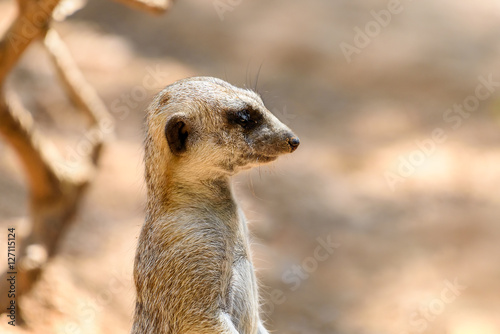 Meerkat or Suricate (Suricata Suricatta) in Africa © radub85