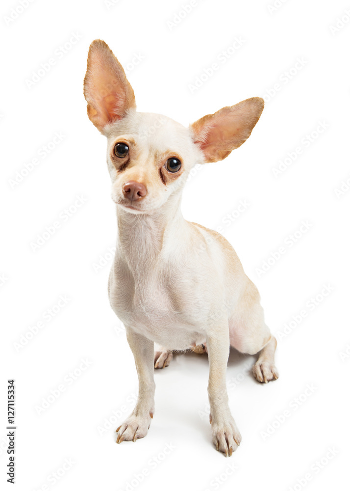 White Chihuahua Dog With Tear Stains