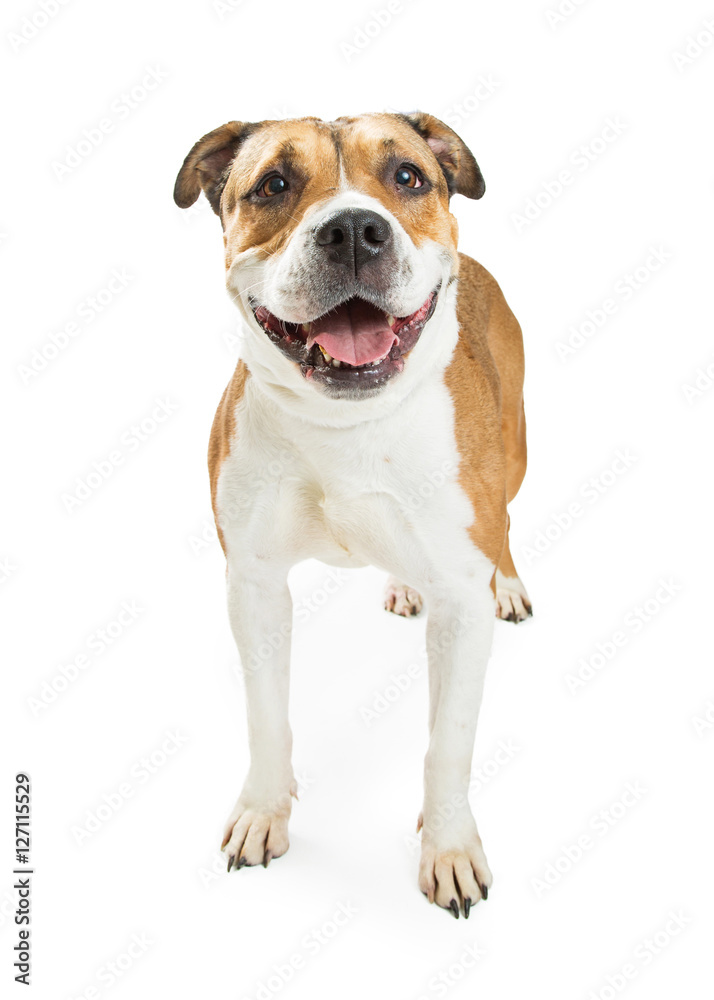 Pit Bull Crossbreed Dog Happy Expression