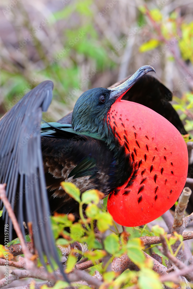 Naklejka premium Male Great Frigatebird (Fregata minor) displaying