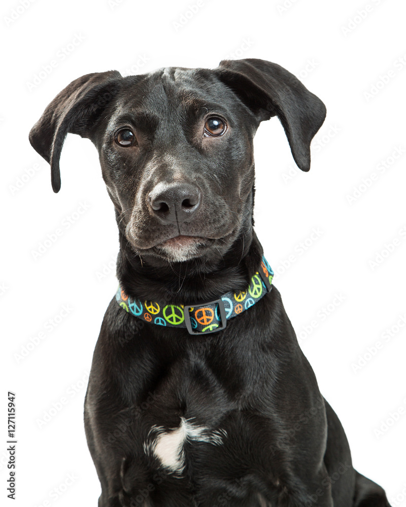 Portrait Cute Black Labrador Retriever Dog