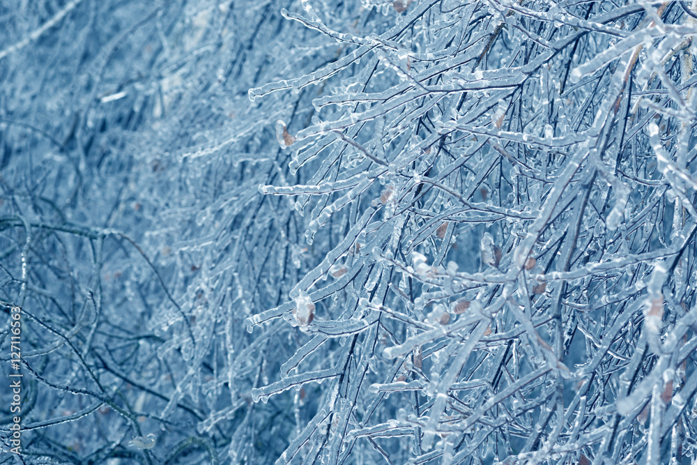 Frozen in the ice tree branches. Frozen tree branch in winter. Frozen in the ice tree branches. Frozen tree branch in winter.