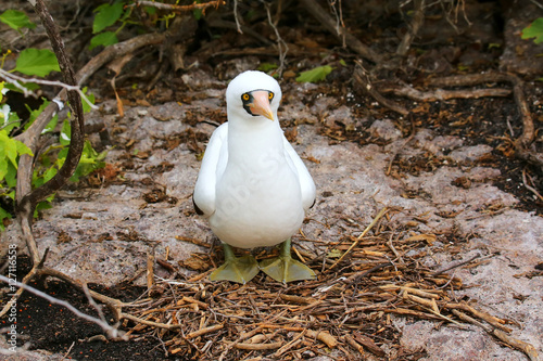 Nazca Booby on a nest, Genovesa Island, Galapagos National Park,