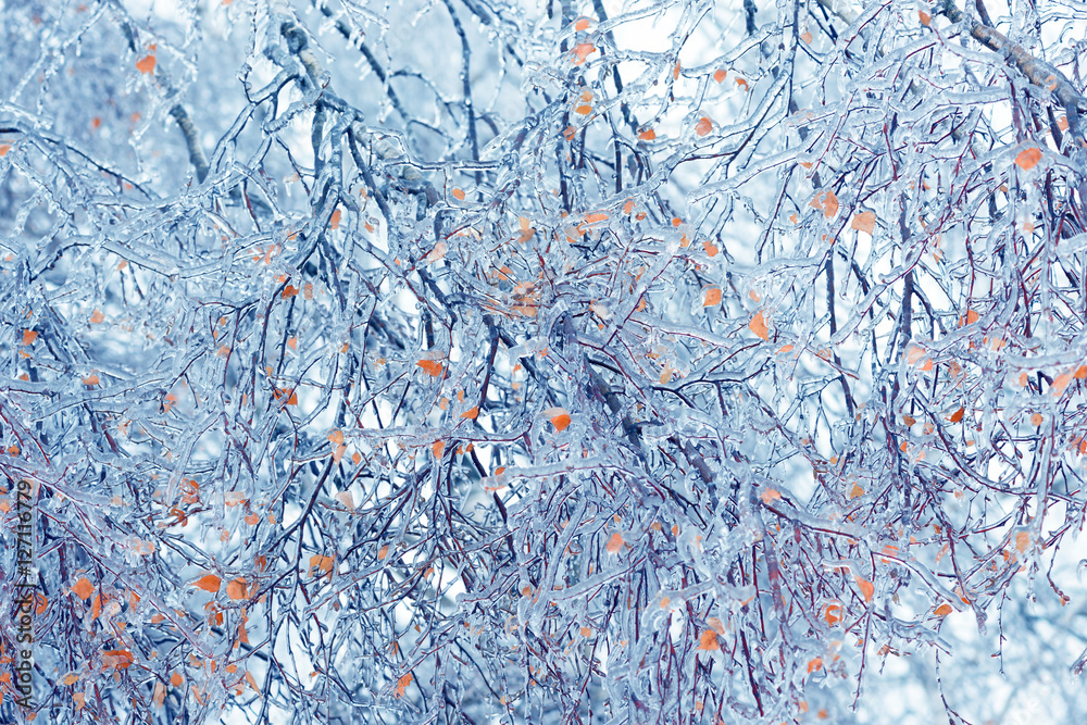 Frozen in the ice tree branches. Frozen tree branch in winter.