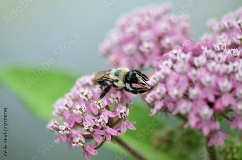 Flower Bee 2