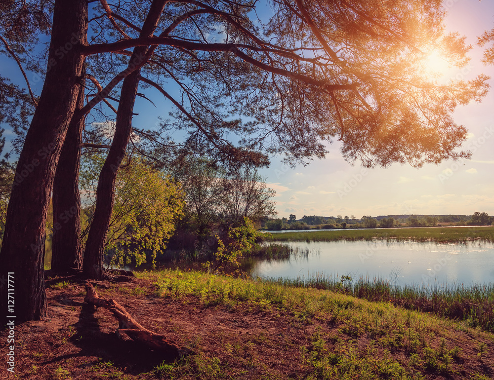 Fototapeta premium wonderful landscape. beautiful sunset on the lake. Sun enlightens the shore and trees. 
