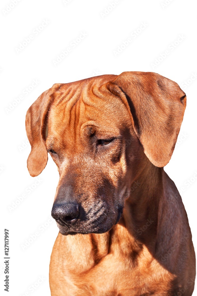 Sad dog eyes. Portrait of a dog. Place for your text. Rhodesian Ridgeback isolated on white.
Sad dog eyes. Portrait of a dog. Place for your text. Rhodesian Ridgeback isolated on white.