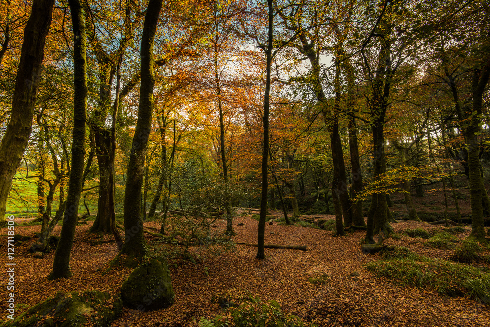 Wild forest at autumn