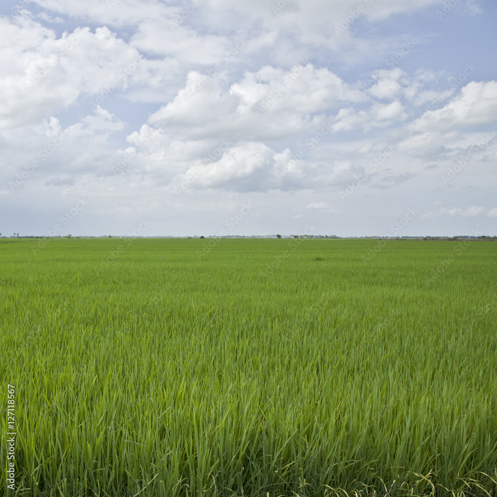 Rice field green grass .