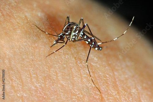 Tiger mosquito Aedes albopictus biting human skin