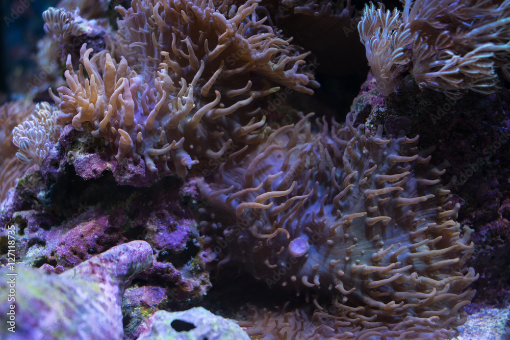 Scheibenanemone Scheibenanemone