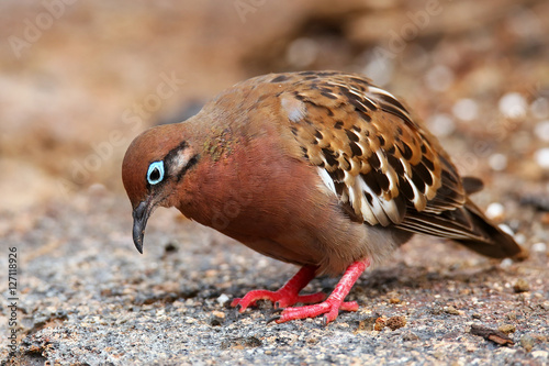 Galapagos Dove on Genovesa Island, Galapagos National Park, Ecua photo