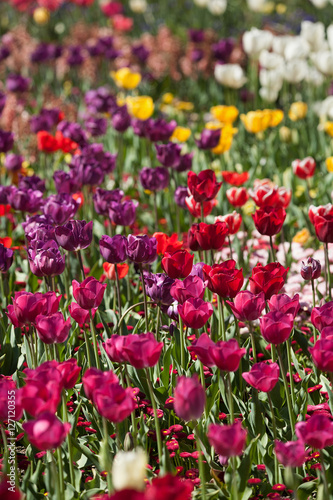 Colorful Tulip Flowers