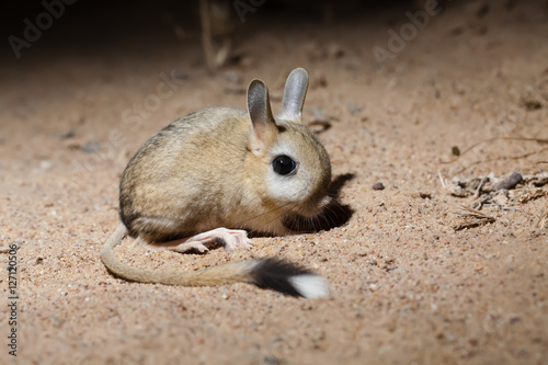 Small five-toed jerboa (Allactaga elater)