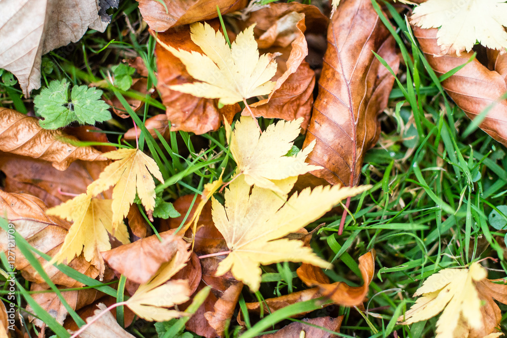 Autumn Gold Leaves On The Ground Autumn Gold Leaves On The Ground