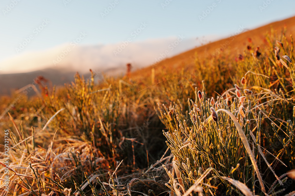 Fototapeta premium Close up of frozen grass on mountains on sun lights