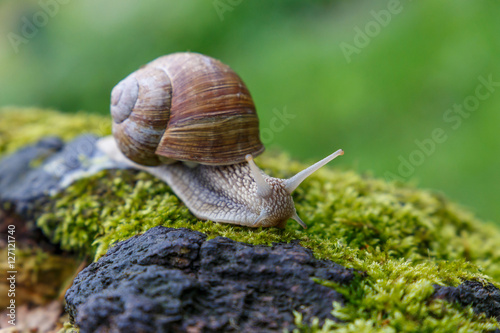 a Snail in the natural environment. macro. close up nature image