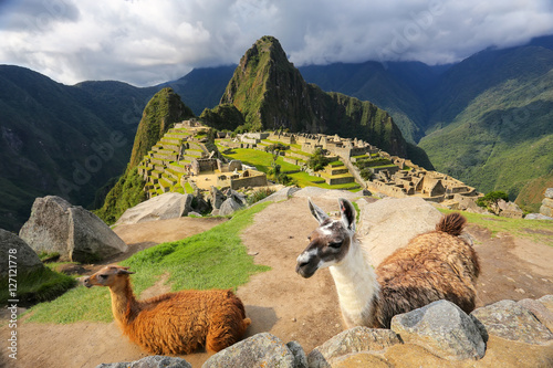 Fotografia Llamas standing at Machu Picchu overlook in Peru