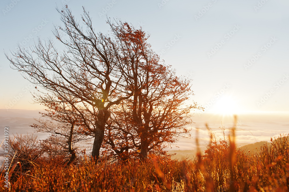Red colourful autumn trees on sun shine light on morning of amaz Red colourful autumn trees on sun shine light on morning of amaz