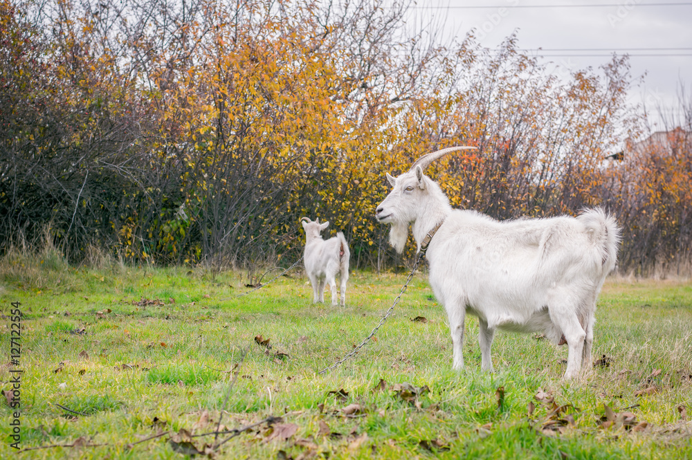 two white goats graze in the meadow two white goats graze in the meadow
