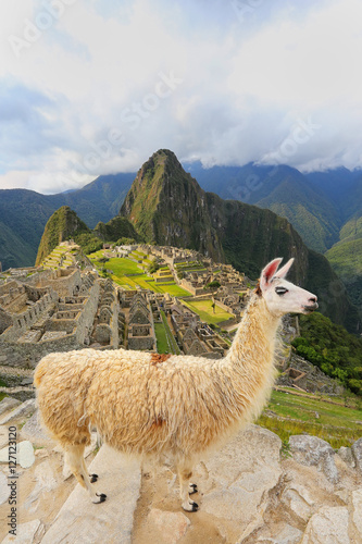 Llama standing at Machu Picchu overlook in Peru