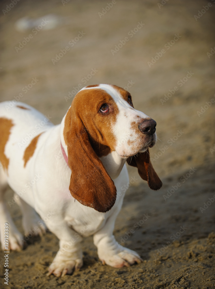 Basset Hound dog standing on sand beach