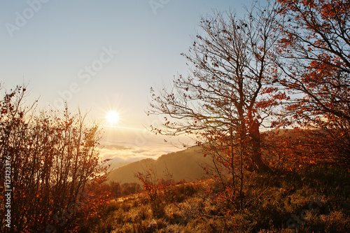Autumn bushes and trees on frozen morning at Carpathian mountain
