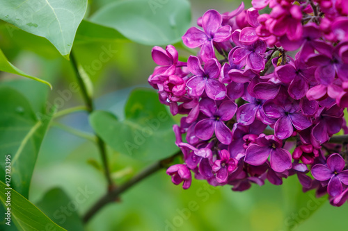 Branch of purple lilac flowers with green leaves. small depth of field