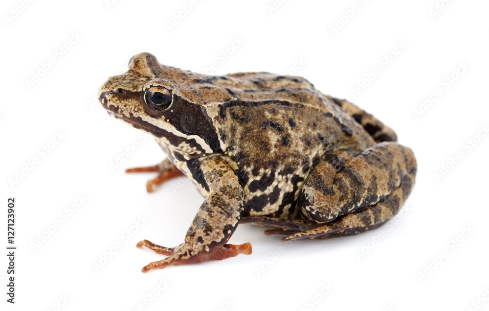 Fototapeta premium Rana temporaria