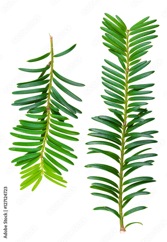yew twig isolated on white background yew twig isolated on white background