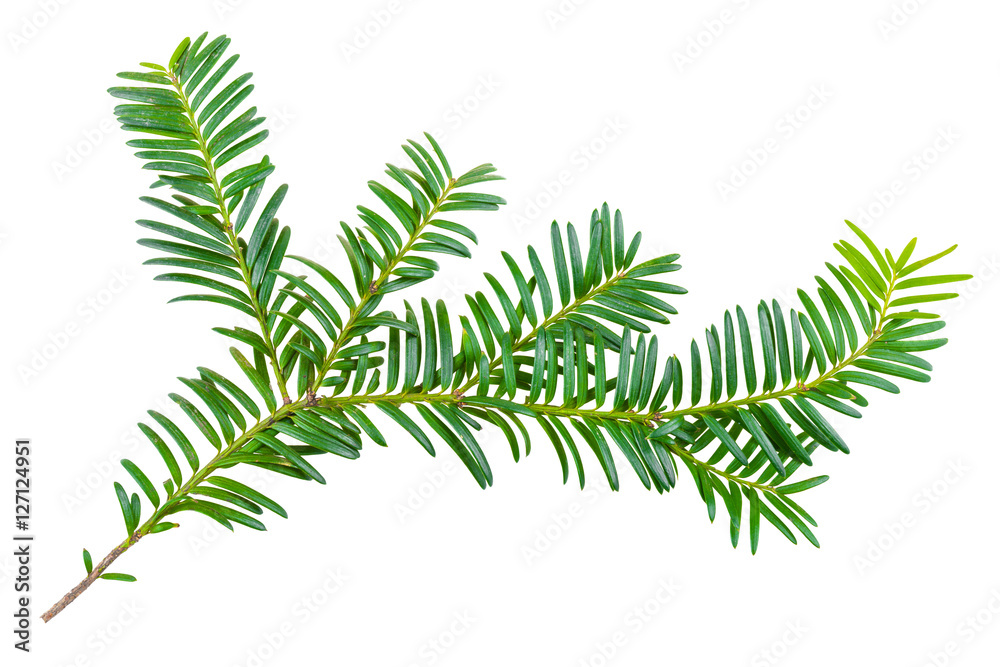 yew twig isolated on white background yew twig isolated on white background