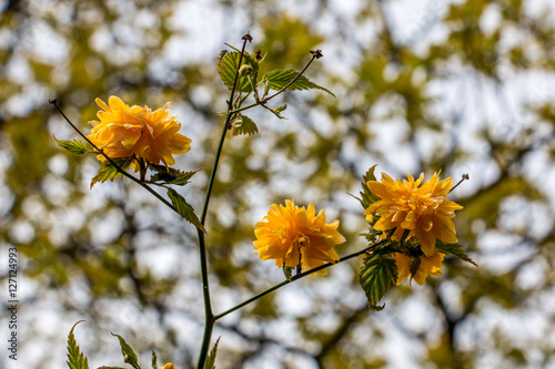 Yellow blossoms on a tree © Hacki Hackisan