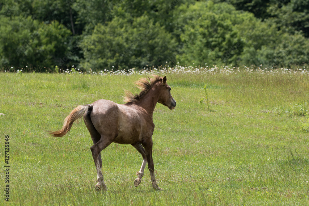 Fototapeta premium 北海道の馬
