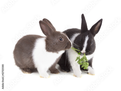 Two young dwarf rabbit eating a sprig of parsley. Isolated 