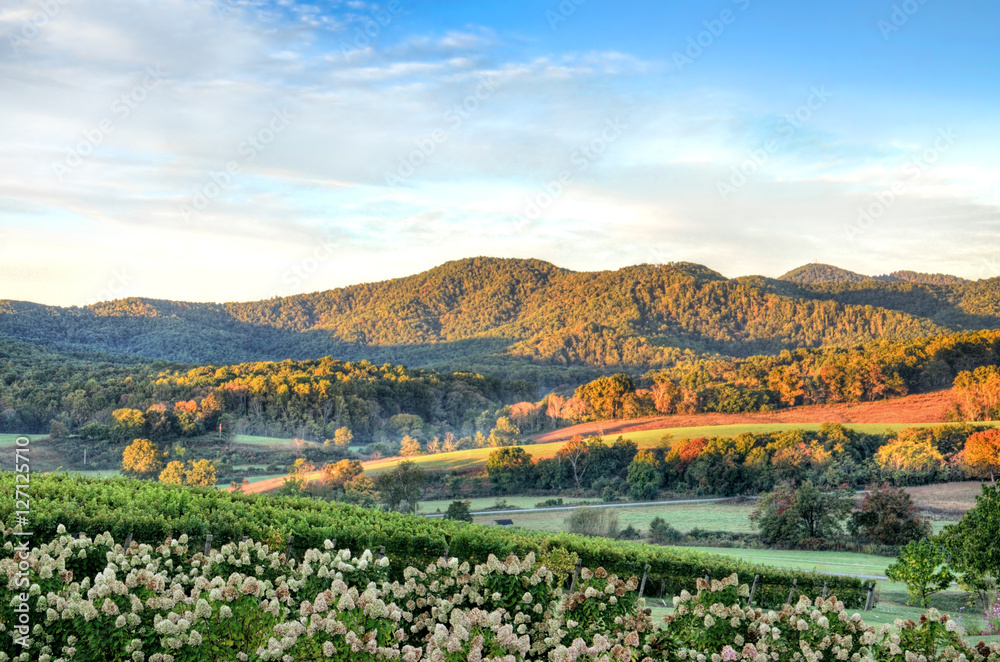 Obraz premium Autumn vineyard hills and flowers during sunset in Virginia