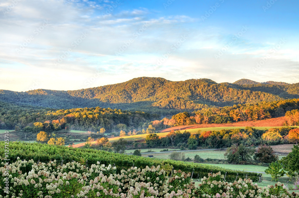 Fototapeta premium Autumn vineyard hills and flowers during sunset in Virginia