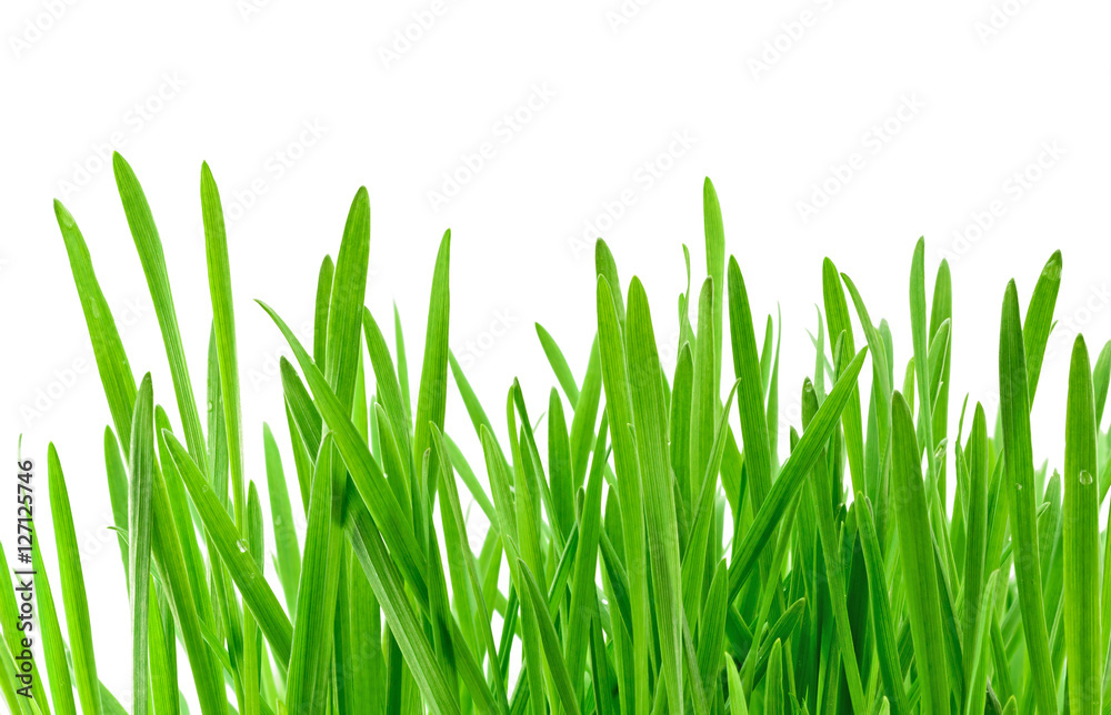 Green grass isolated on white Green grass isolated on white