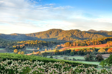 Fotobehang Heuvel Herfstwijngaard bij zonsondergang in Virginia  © Andriy Blokhin