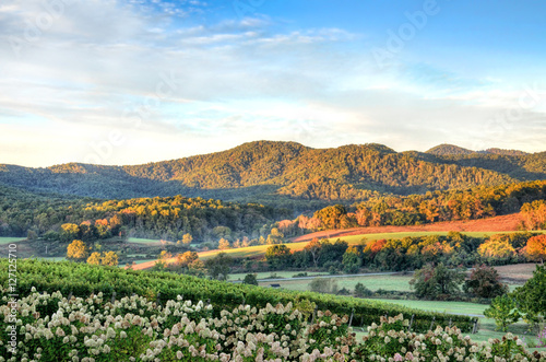 Wallpaper Mural Autumn vineyard hills and flowers during sunset in Virginia