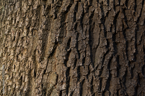 Eichenrinde im Herbstlicht