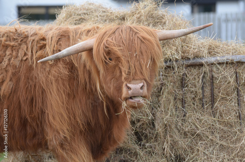 Scottish Farm with a Highland Cow Eating Hay photo