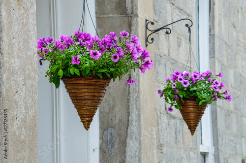 Hanging purple flower pots cones in urban area