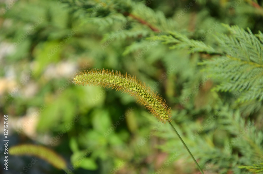 Blade of grass on green foliage background