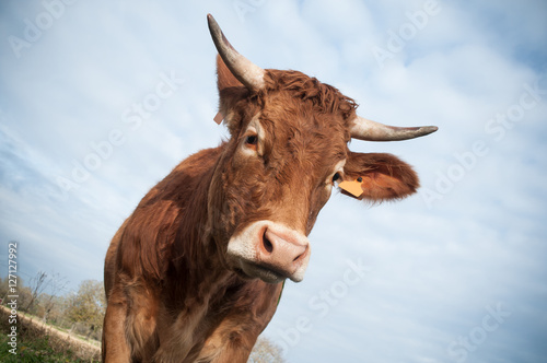 portrait de vache brune en gros plan