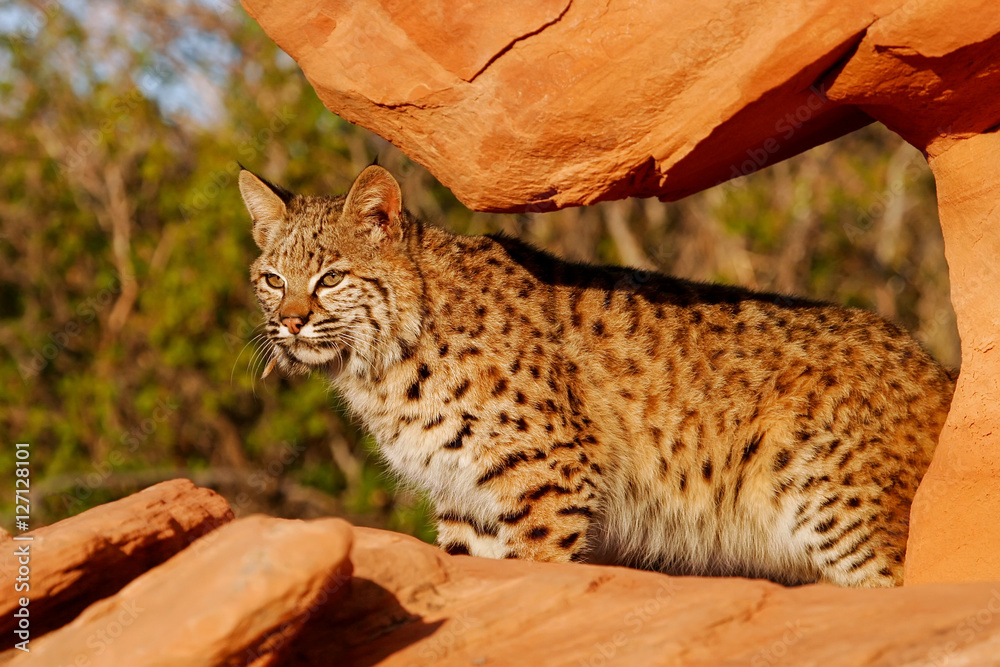Obraz premium Bobcat standing on red rocks