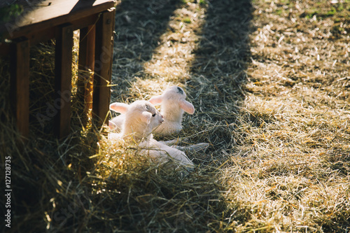 Christmas background with newborn lambs laying in hay in sunlight rays. Concept of Manger of Jesus Christ