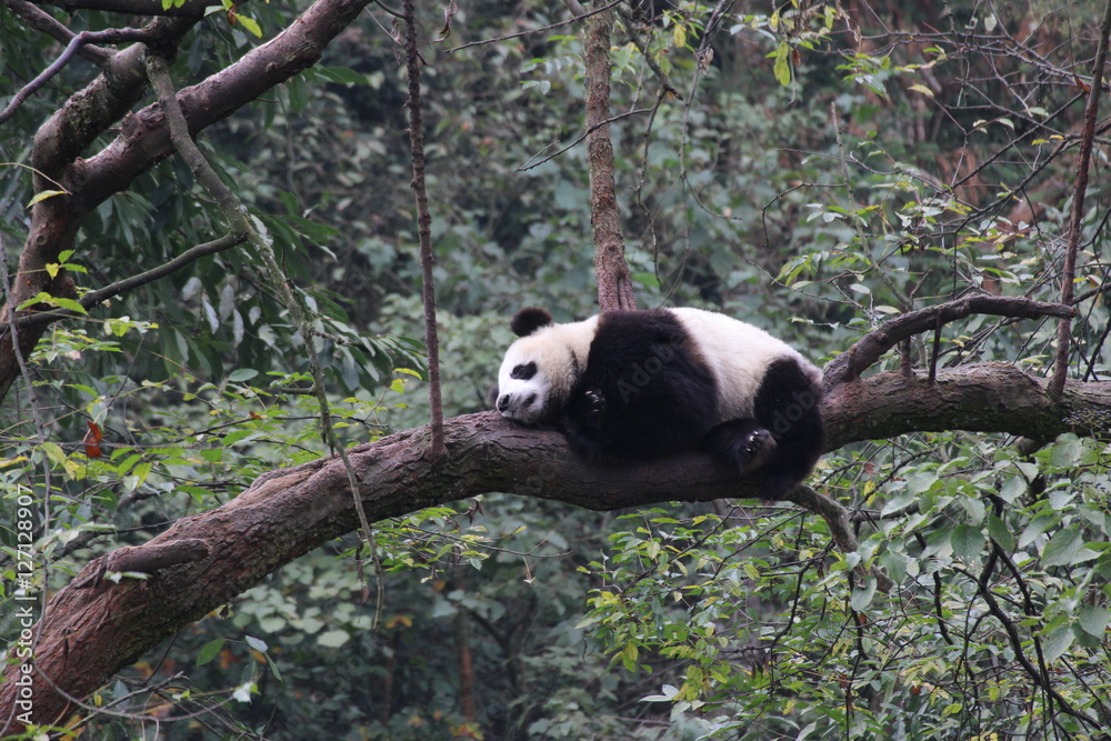Obraz premium Panda sleeps on the tree
